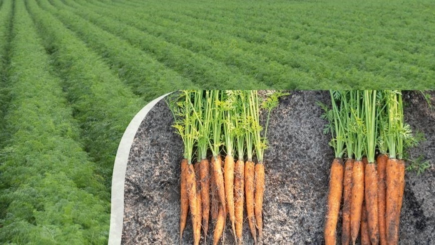 bejo Priming & B-Mox web3|bejo_b-mox_links_naval_precision_0|bejo_b-mox_rechts_naval_precision|Niels-i-marken|bmoxr_fc-png-low_resolution_0